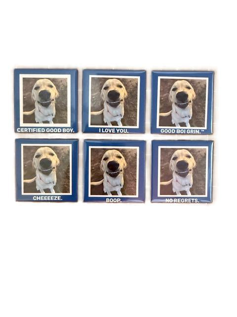 Funny Dogs