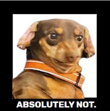 Funny Dog, Cat, Sasquatch & More! Magnets