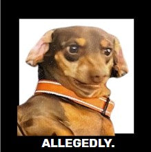 Funny Dog, Cat, Sasquatch & More! Magnets