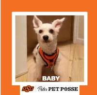 OSU Stillwater Pete's Pet Posse (P3) Photo Magnets