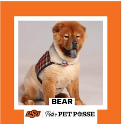 OSU Tulsa Pete's Pet Posse (P3) Photo Magnets