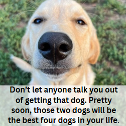 Funny Dog, Cat, Sasquatch & Sassy Saying Magnets