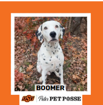 OSU Stillwater Pete's Pet Posse (P3) Photo Magnets