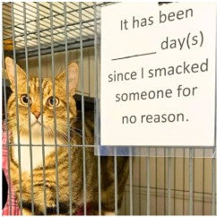 Funny Dog, Cat, Sasquatch & More! Magnets