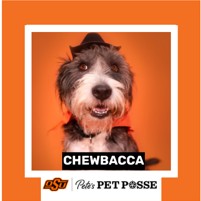 OSU Stillwater Pete's Pet Posse (P3) Photo Magnets