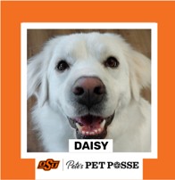 OSU Stillwater Pete's Pet Posse (P3) Photo Magnets
