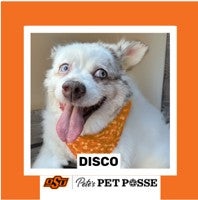 OSU Stillwater Pete's Pet Posse (P3) Photo Magnets