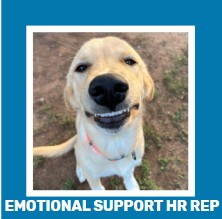 Funny Dog, Cat, Sasquatch & More! Magnets