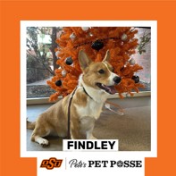 OSU Stillwater Pete's Pet Posse (P3) Photo Magnets