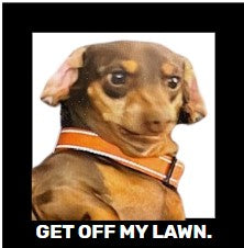 Funny Dog, Cat, Sasquatch & More! Magnets