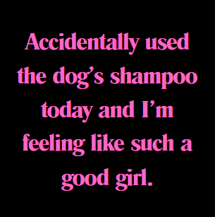 Funny Dog, Cat, Sasquatch & More! Magnets