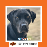 OSU Stillwater Pete's Pet Posse (P3) Photo Magnets