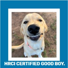 Funny Dog, Cat, Sasquatch & More! Magnets