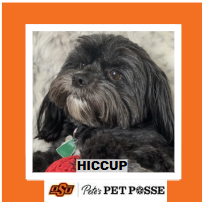 OSU Stillwater Pete's Pet Posse (P3) Photo Magnets