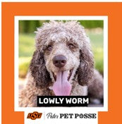 OSU Stillwater Pete's Pet Posse (P3) Photo Magnets