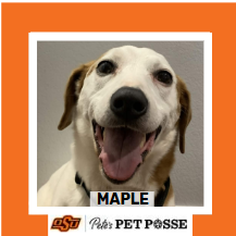 OSU Stillwater Pete's Pet Posse (P3) Photo Magnets