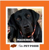 OSU Stillwater Pete's Pet Posse (P3) Photo Magnets