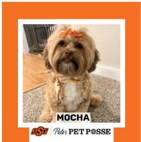 OSU Stillwater Pete's Pet Posse (P3) Photo Magnets