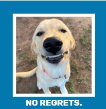 Funny Dog, Cat, Sasquatch & More! Magnets