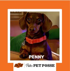 OSU Stillwater Pete's Pet Posse (P3) Photo Magnets