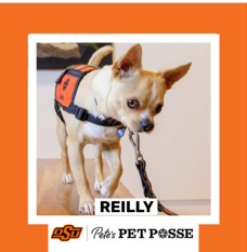OSU Stillwater Pete's Pet Posse (P3) Photo Magnets