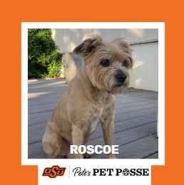 OSU Stillwater Pete's Pet Posse (P3) Photo Magnets