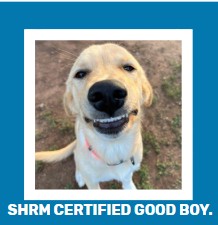 Funny Dog, Cat, Sasquatch & More! Magnets