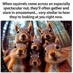 Funny Dog, Cat, Sasquatch & More! Magnets