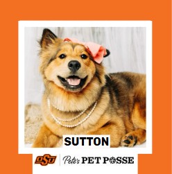 OSU Stillwater Pete's Pet Posse (P3) Photo Magnets