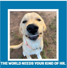 Funny Dog, Cat, Sasquatch & More! Magnets