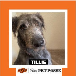 OSU Stillwater Pete's Pet Posse (P3) Photo Magnets