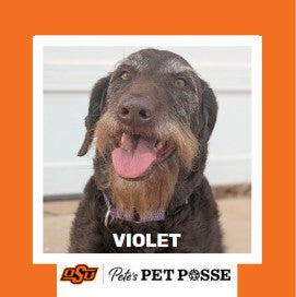 OSU Stillwater Pete's Pet Posse (P3) Photo Magnets