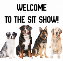 Funny Dog, Cat, Sasquatch & Sassy Saying Magnets