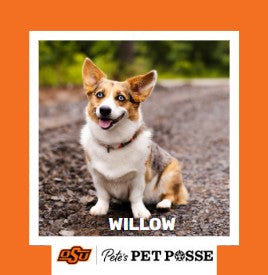 OSU Stillwater Pete's Pet Posse (P3) Photo Magnets