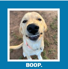 Funny Dog Magnets