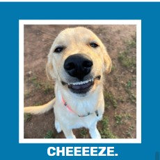 Funny Dog Magnets