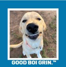 Funny Dog Magnets