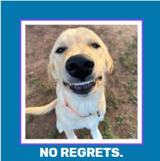 Funny Dog Magnets