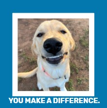 Funny Dog, Cat, Sasquatch & More! Magnets